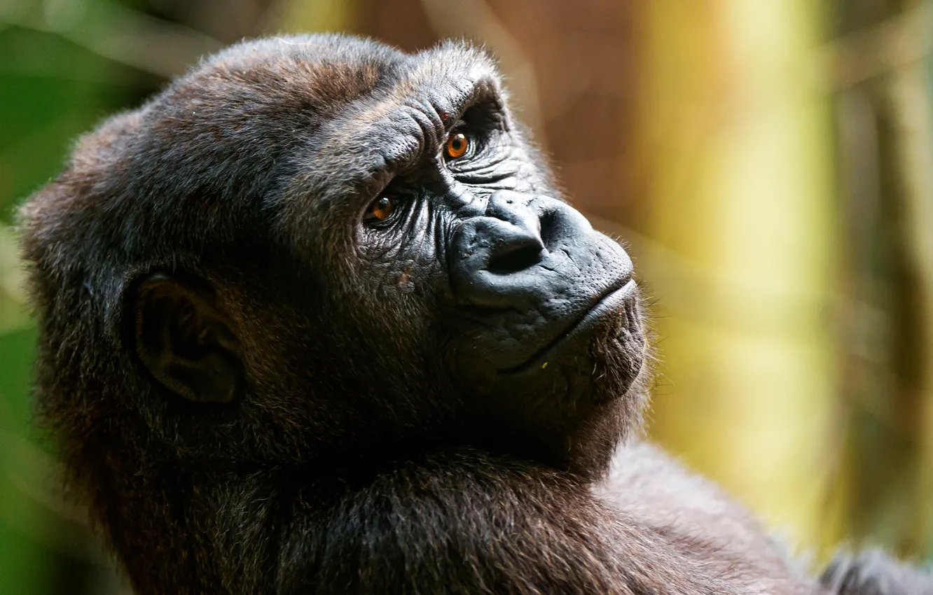 Photo wallpaper monkey, gorilla, the primacy of