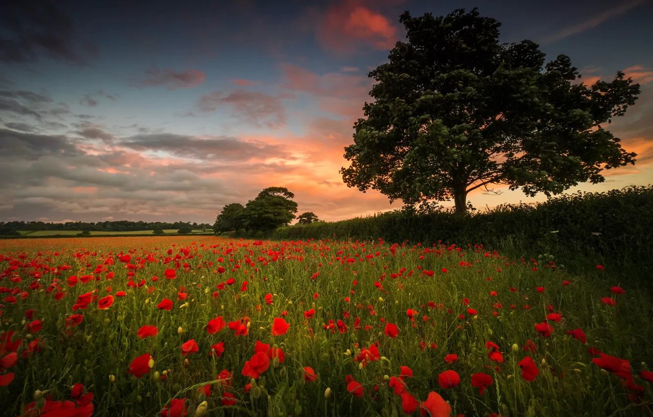 Photo wallpaper red, trees, flowers, foliage, the evening, field, poppy field, Maki