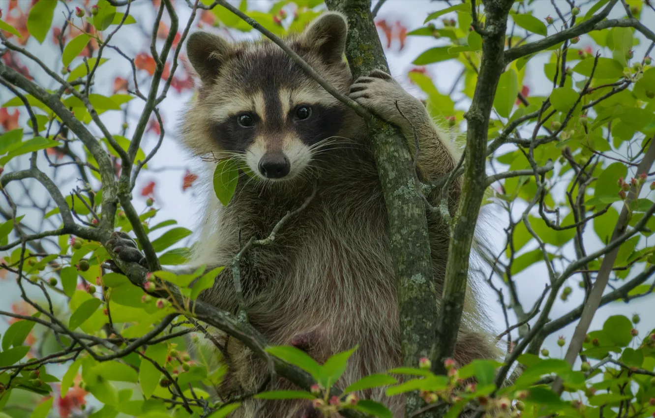 Photo wallpaper leaves, branches, nature, berries, animal, raccoon