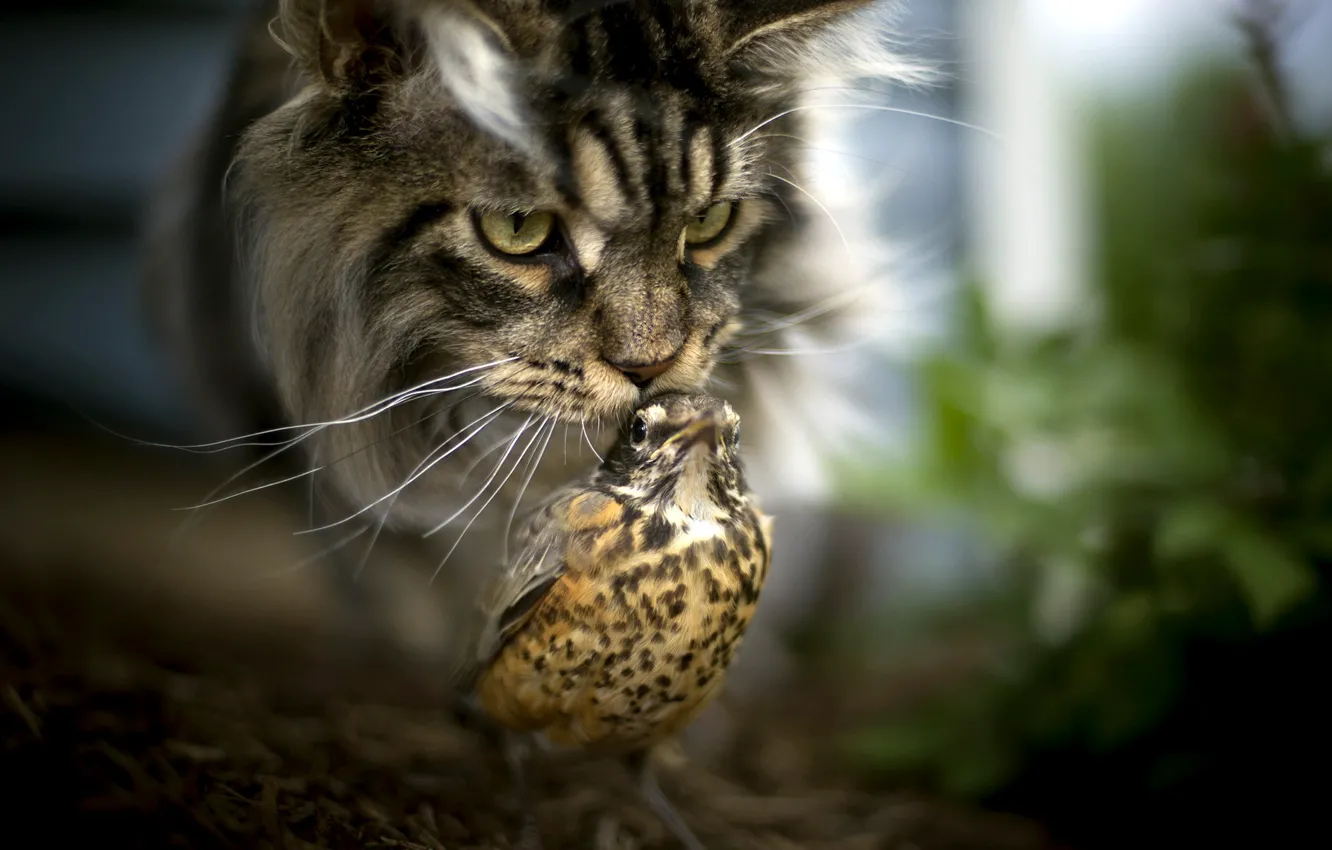 Photo wallpaper cat, background, bird