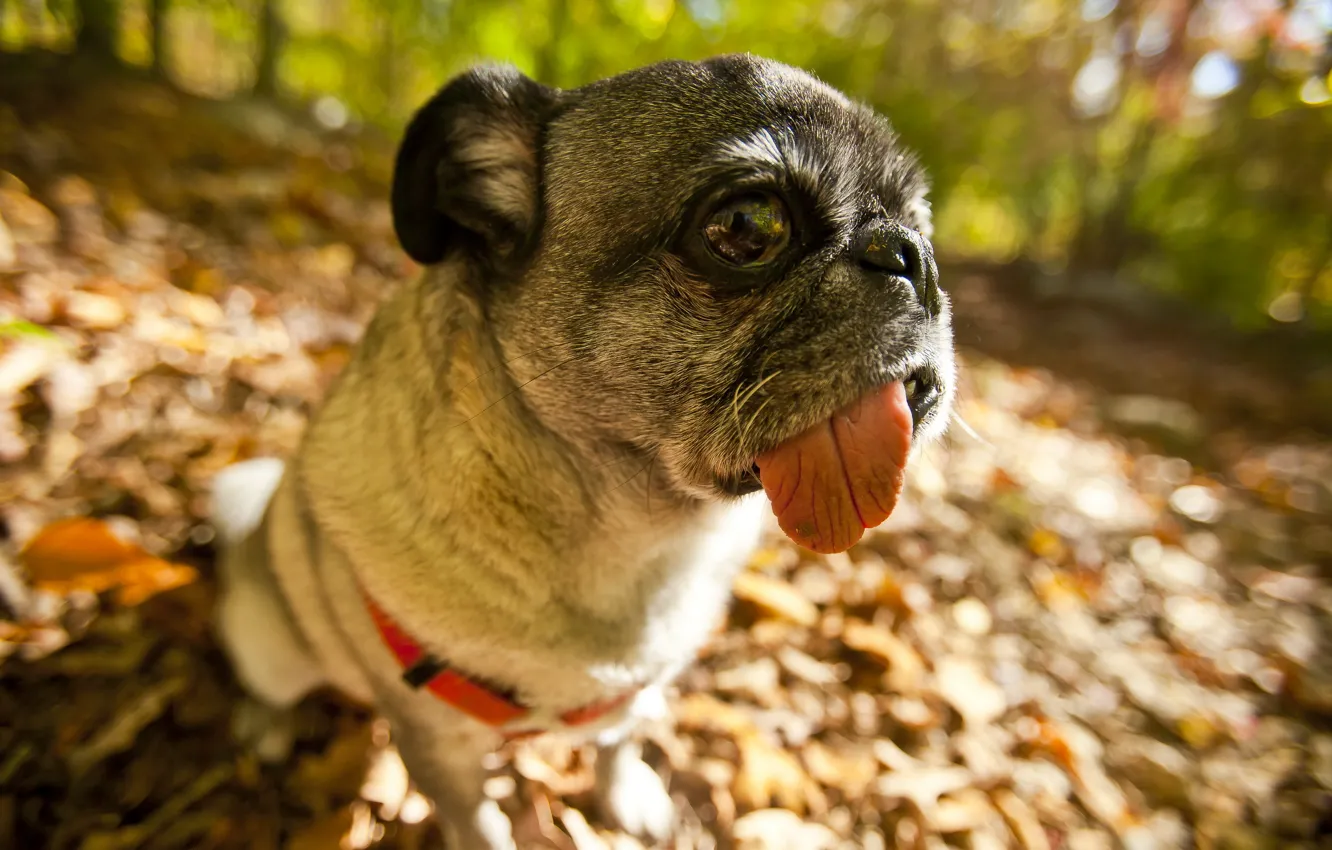 Photo wallpaper look, dog, pug