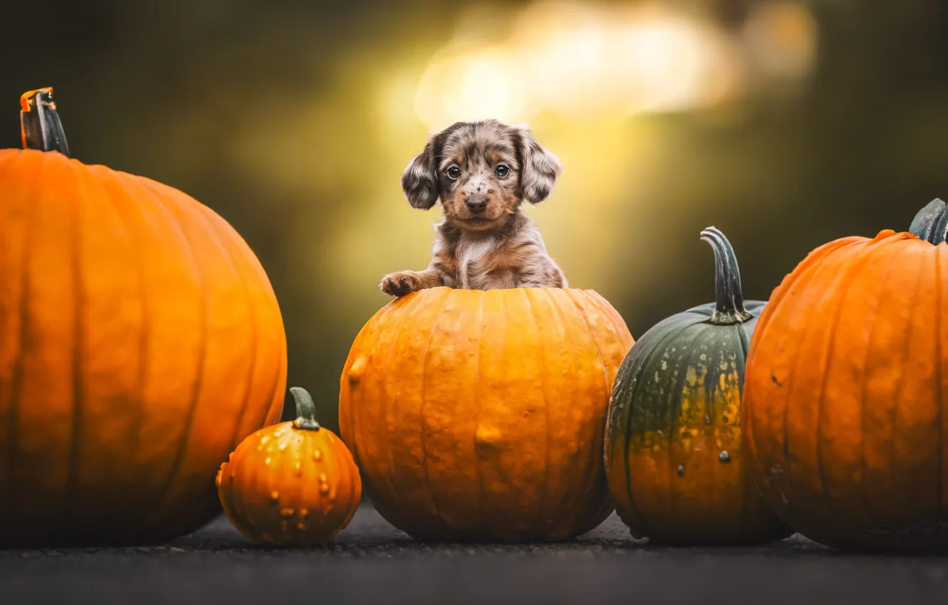 Photo wallpaper autumn, look, light, pose, legs, dog, harvest, baby