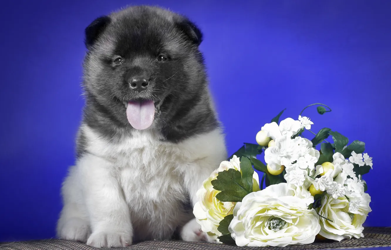 Photo wallpaper background, dog, puppy
