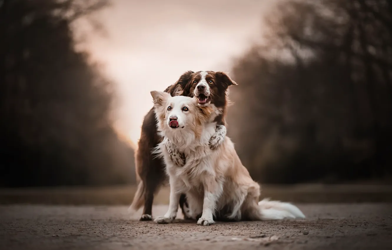 Photo wallpaper road, each, dog