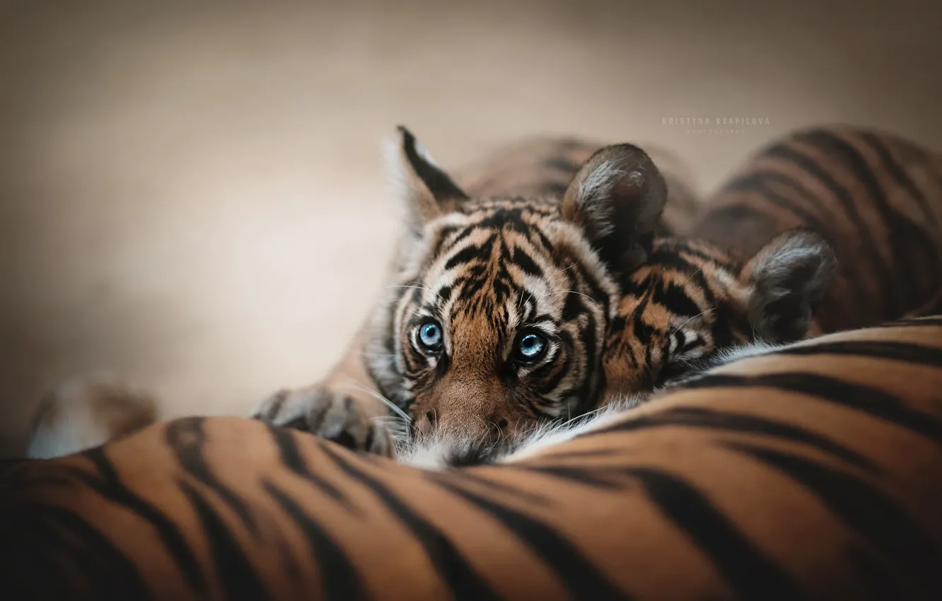 Photo wallpaper look, tiger, background, face, tiger