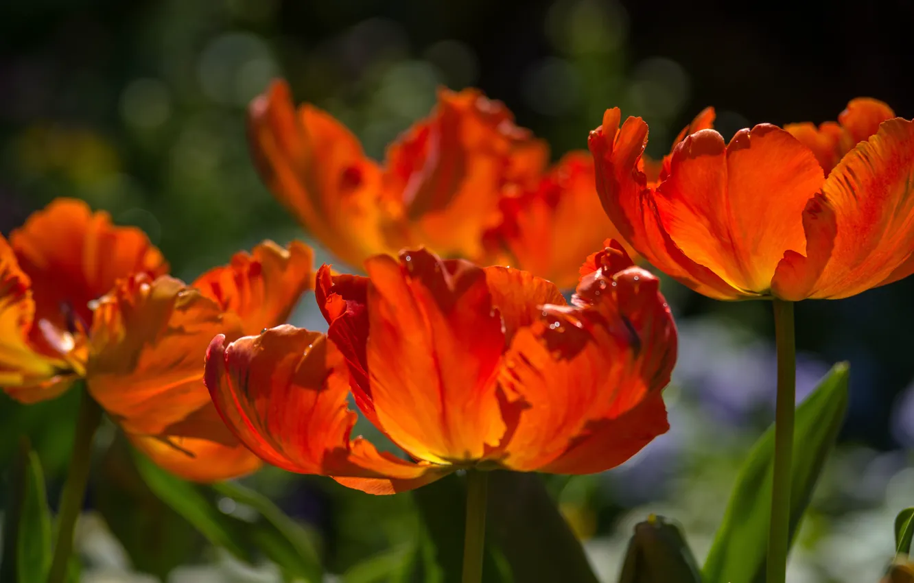 Photo wallpaper macro, light, red, petals, tulips, bokeh