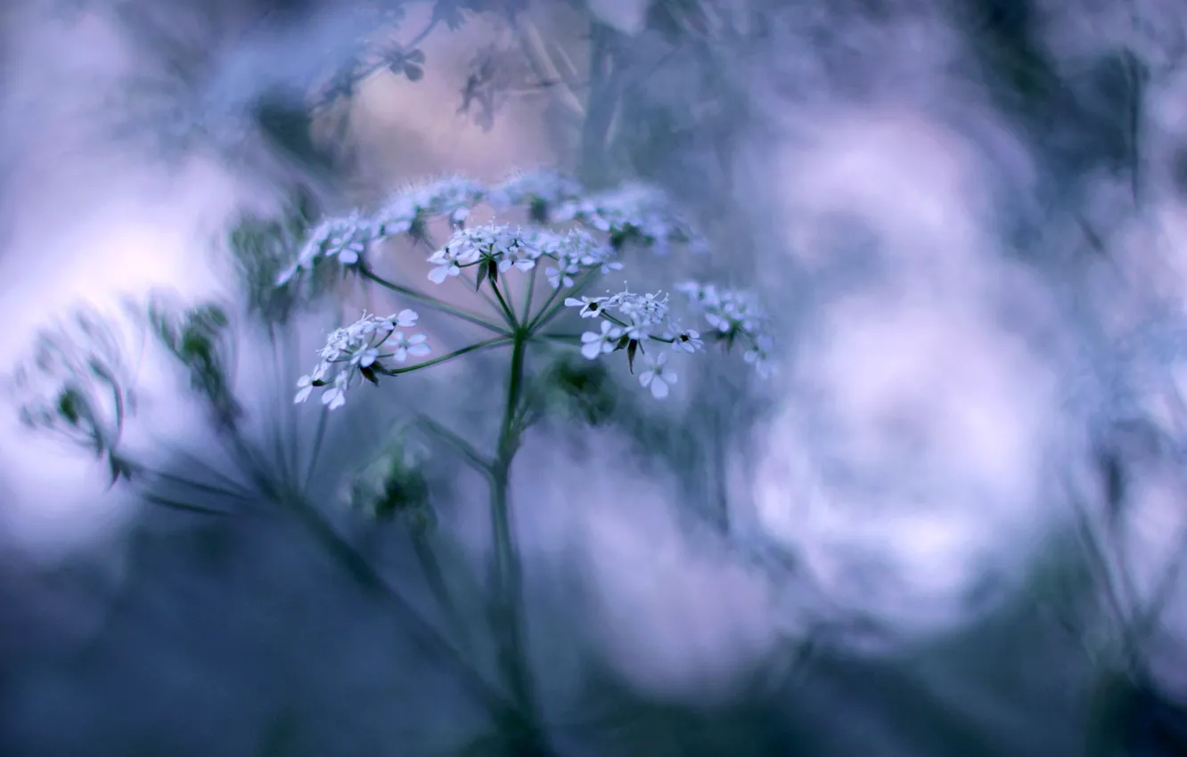 Photo wallpaper grass, macro, flowers, bokeh