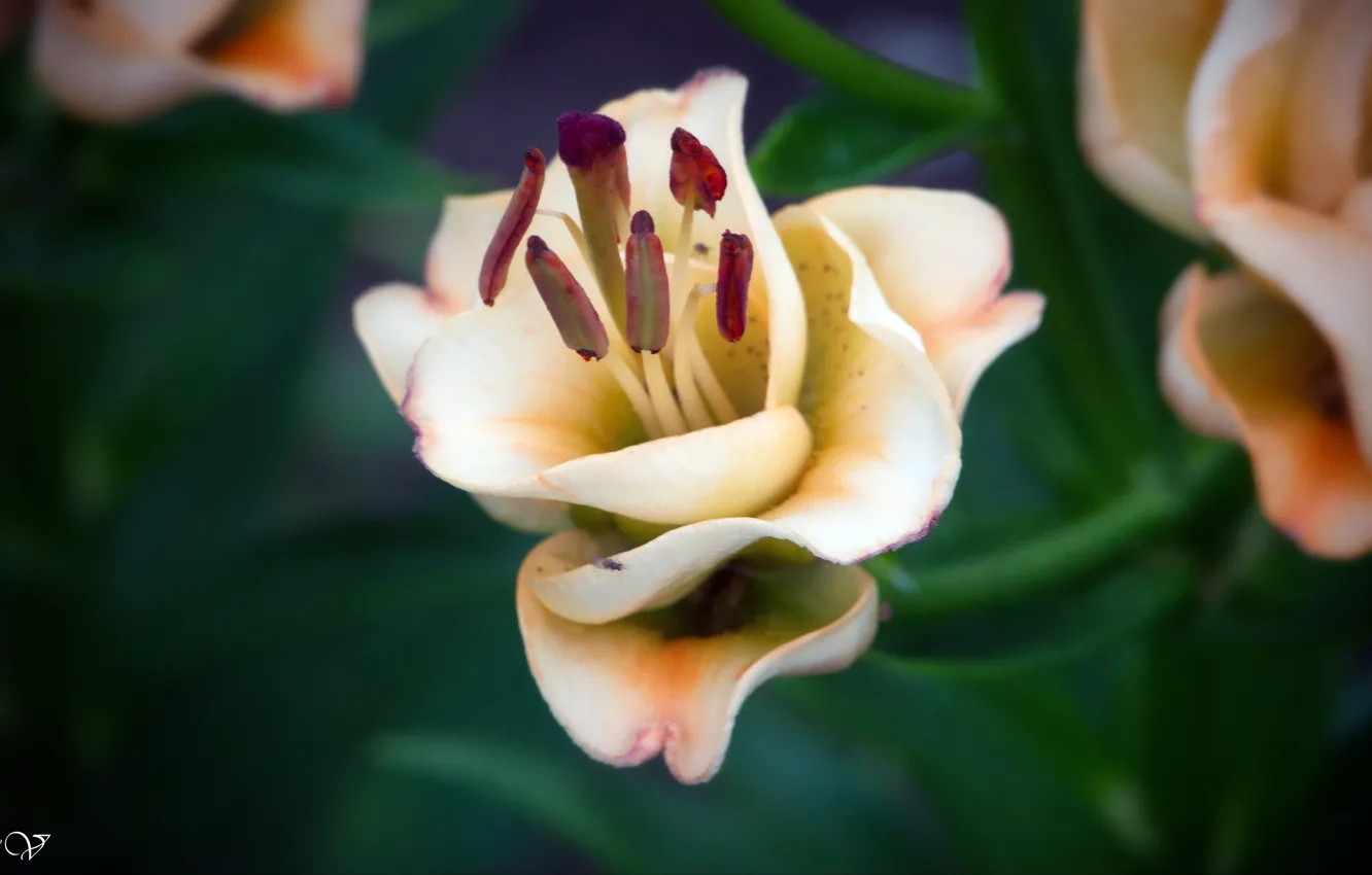 Photo wallpaper flowers, beautiful, For the soul