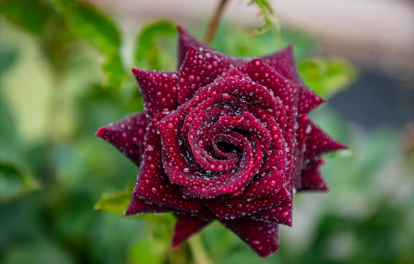 Photo wallpaper drops, macro, flowers, roses, Burgundy