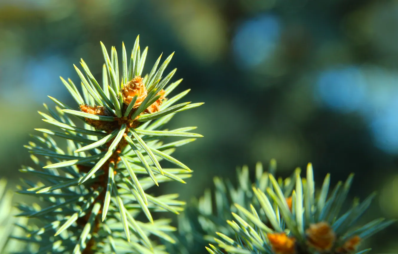 Photo wallpaper pine, spruce, twig