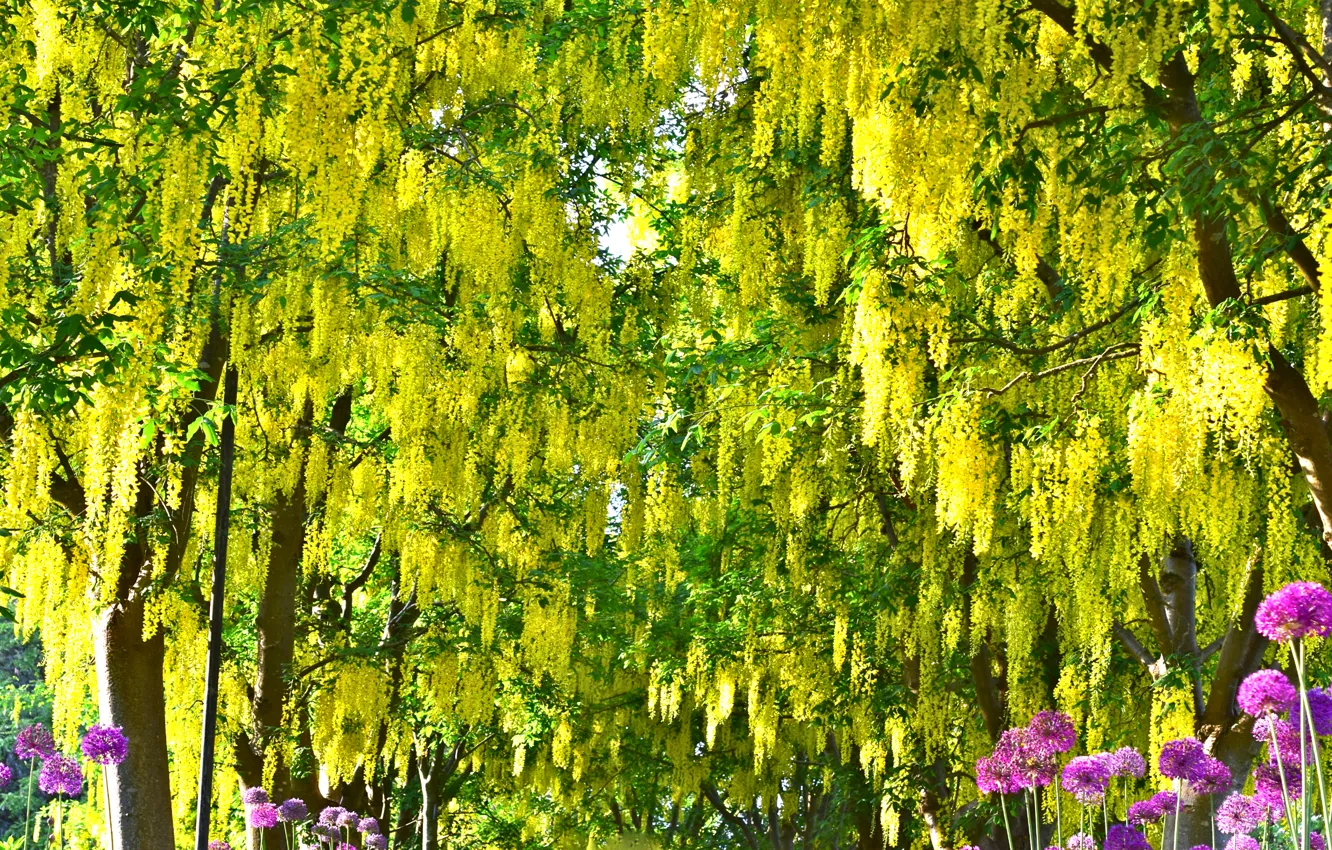 Photo wallpaper yellow, beauty, bunches, Wisteria, Wisteria, in Durban