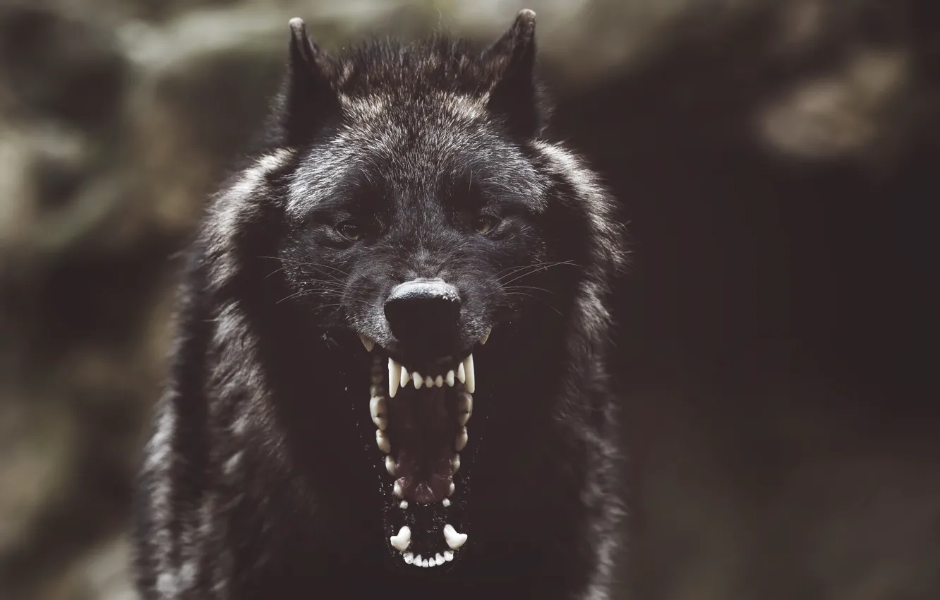 Photo wallpaper look, face, black, wolf, predator, teeth, head, mouth