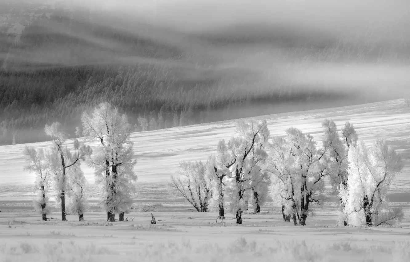 Photo wallpaper winter, snow, fog