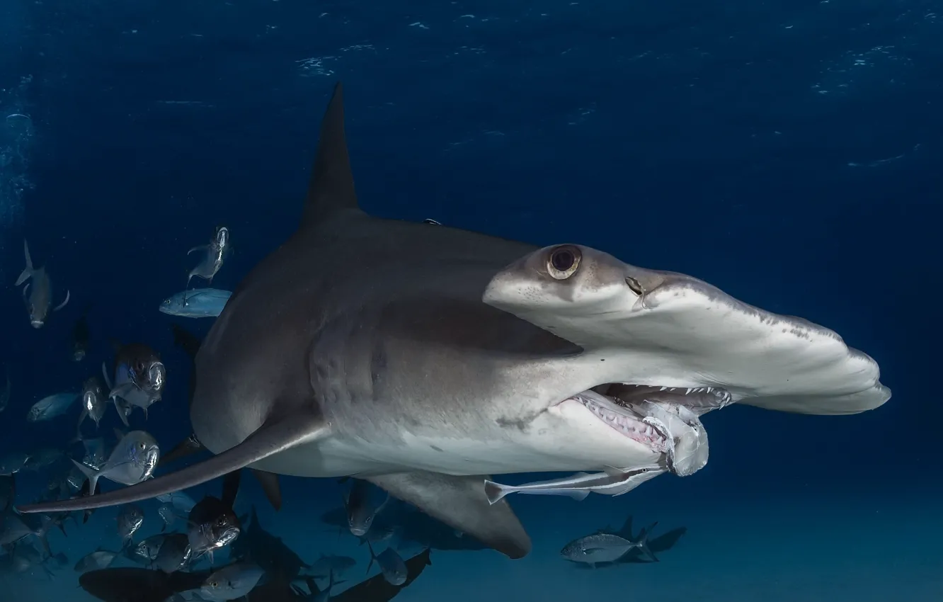 Photo wallpaper sea, nature, shark