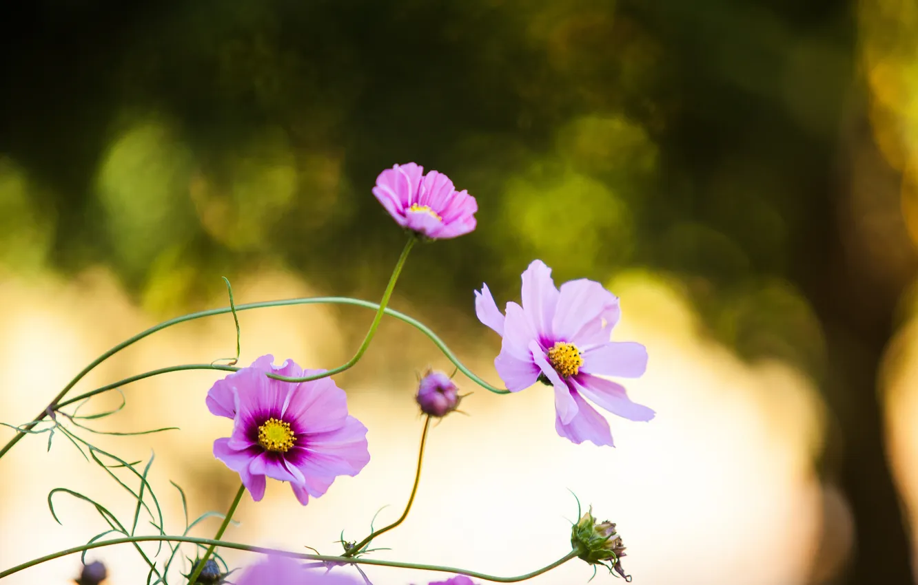 Photo wallpaper flowers, petals, pink
