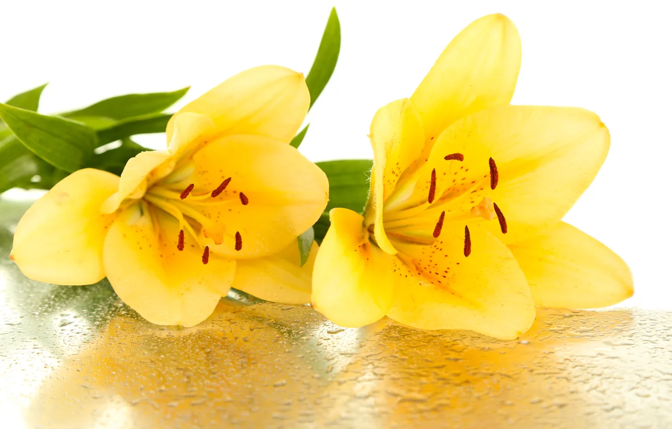 Photo wallpaper flowers, droplets, petals, stamens, leaf, flowers, petals, yellow lilies