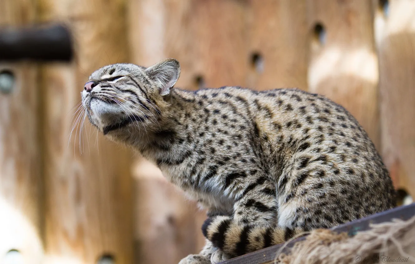 Photo wallpaper cat, look, cat Geoffroy