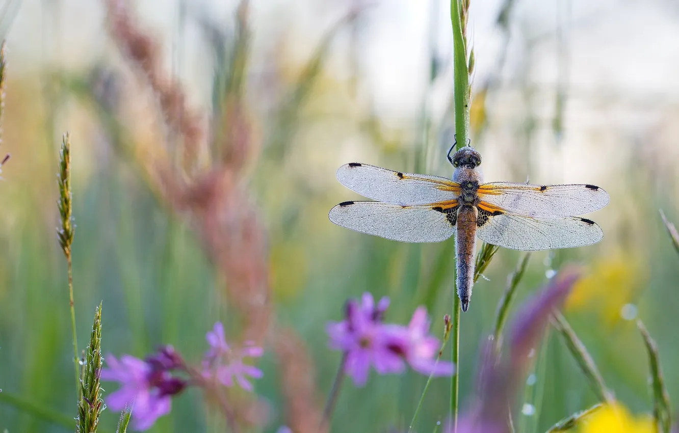 Photo wallpaper summer, grass, macro, flowers, wings, dragonfly, insect