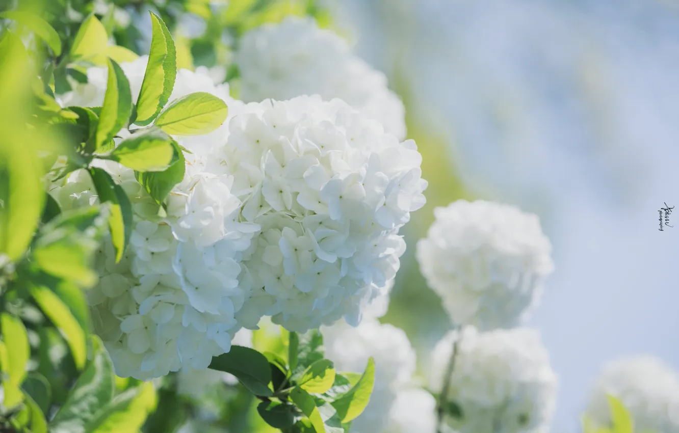 Photo wallpaper the sky, spring, white flowers, Baldoni