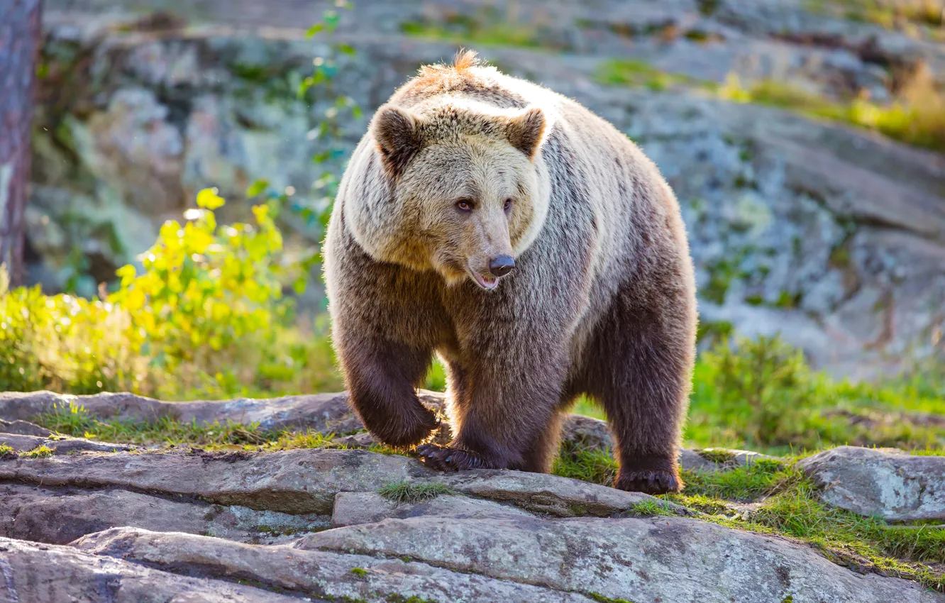 Photo wallpaper grass, the sun, stones, bear, brown