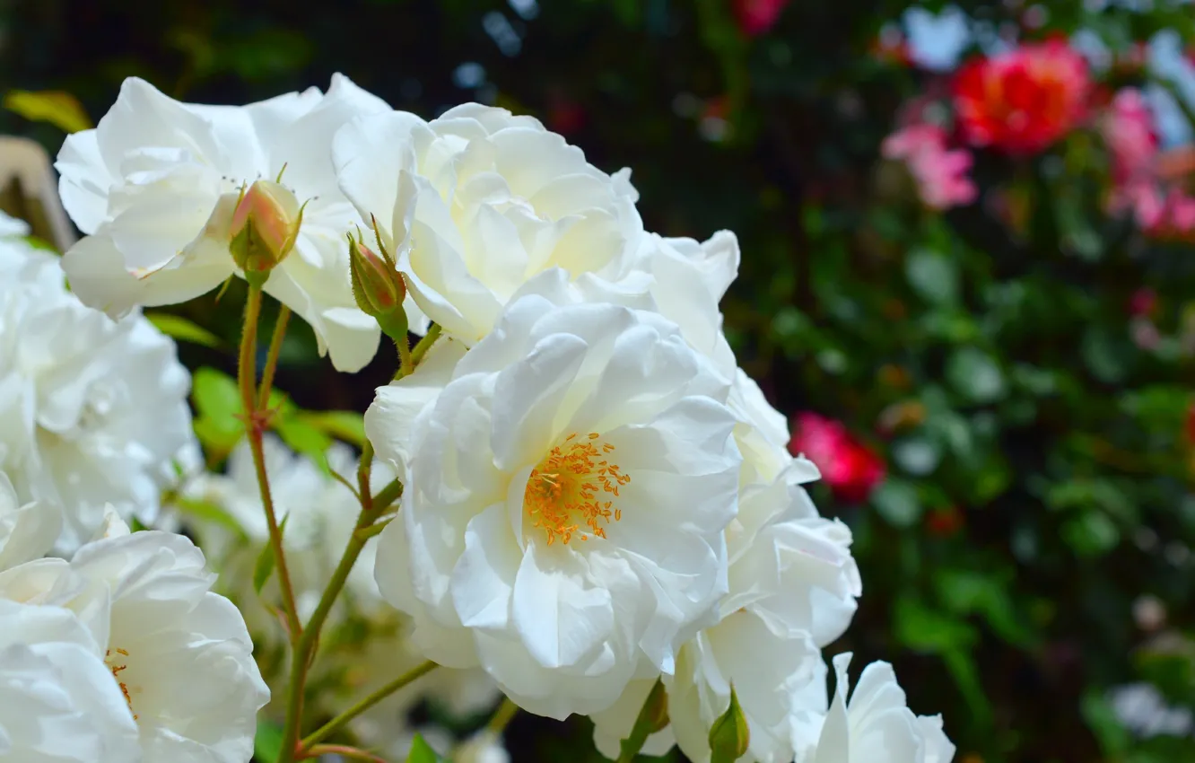 Photo wallpaper tea rose, White roses, White roses