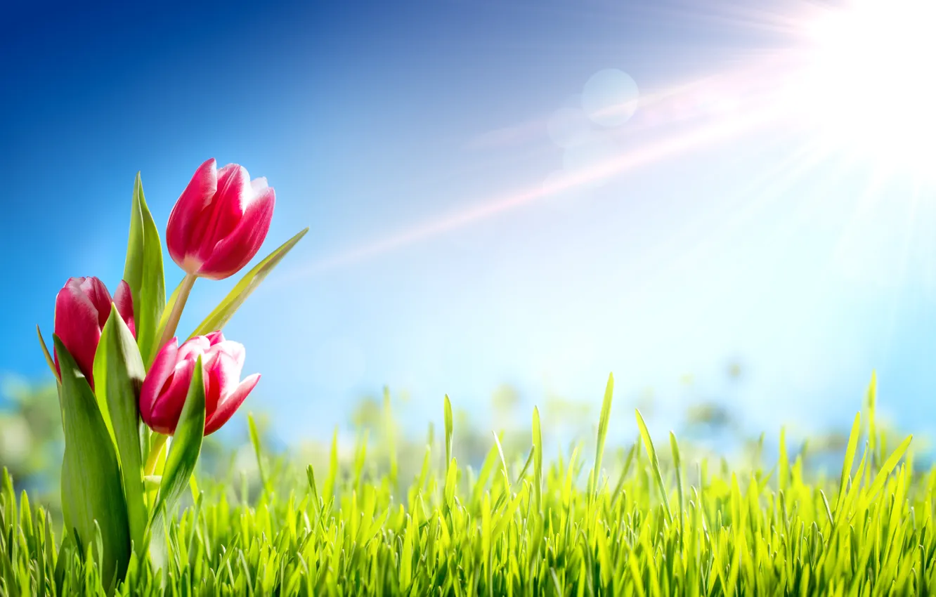 Photo wallpaper grass, the sun, flowers, spring, tulips