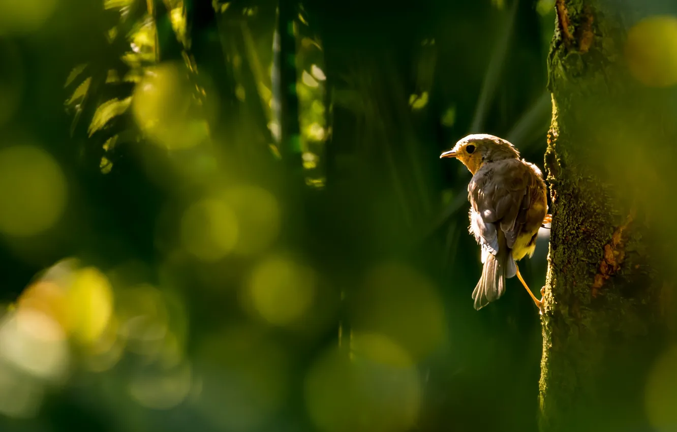 Photo wallpaper trees, bird, wings, feathers, beak