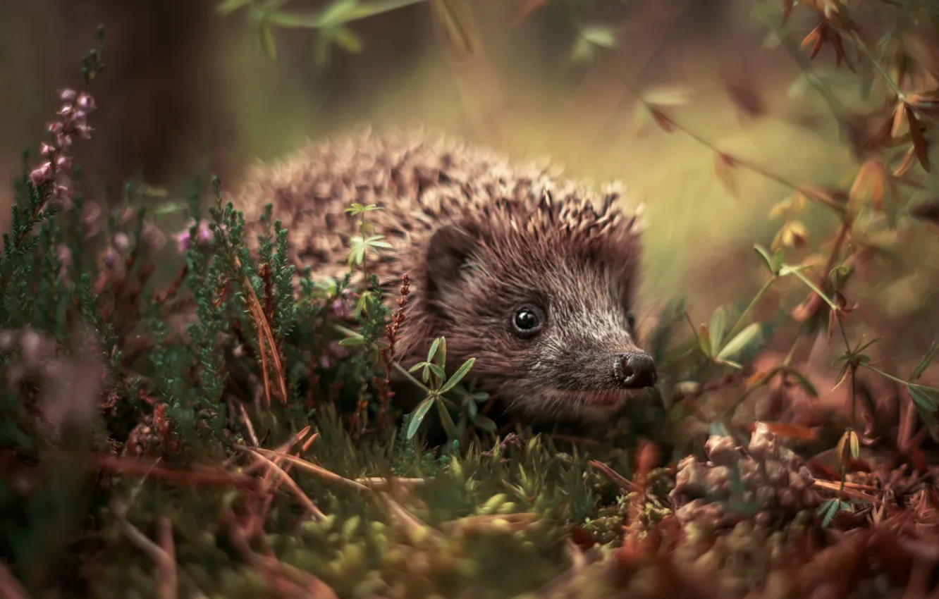 Photo wallpaper look, branches, glade, face, bumps, hedgehog, bokeh, Heather