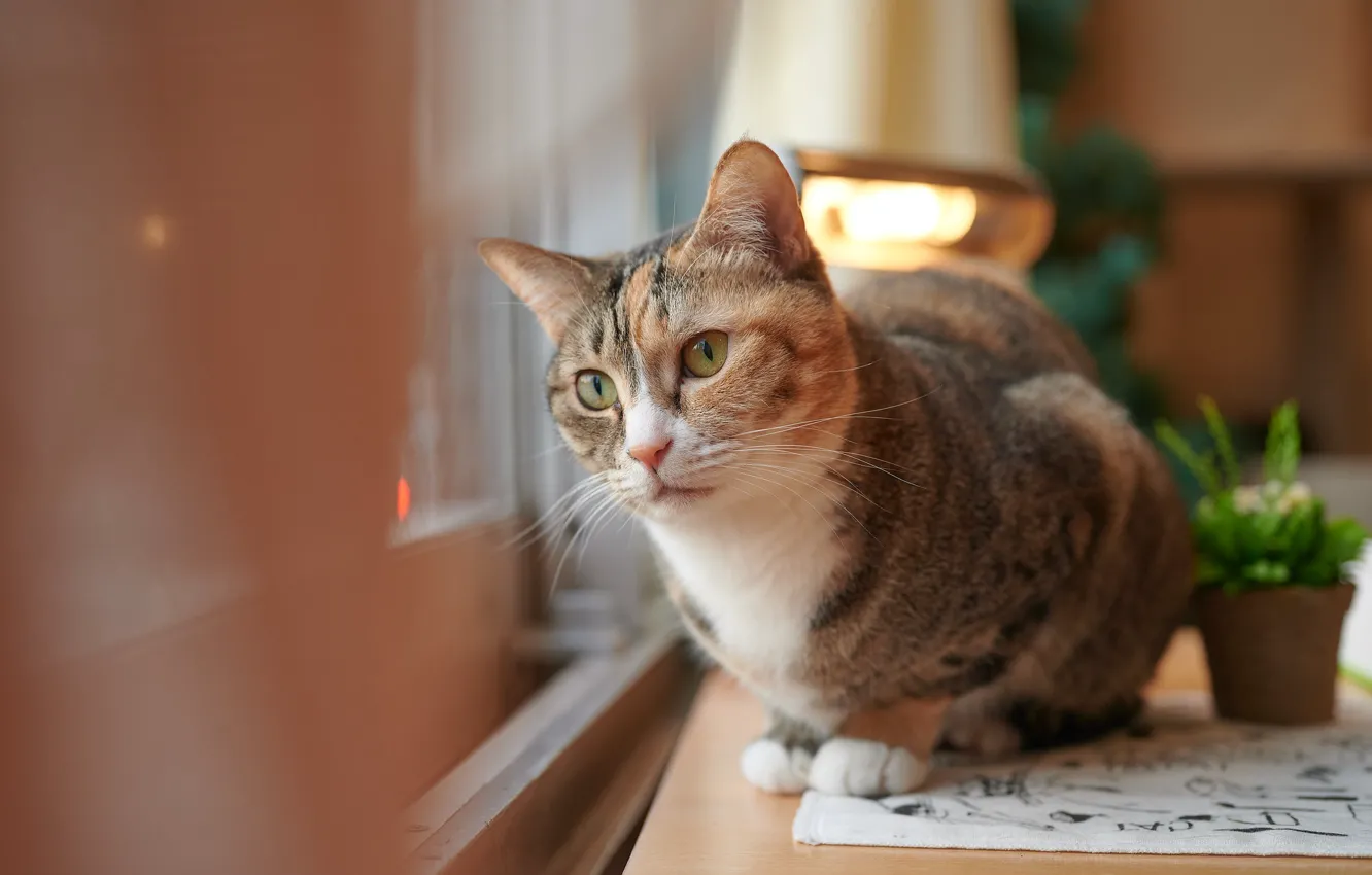 Photo wallpaper cat, pose, green eyes