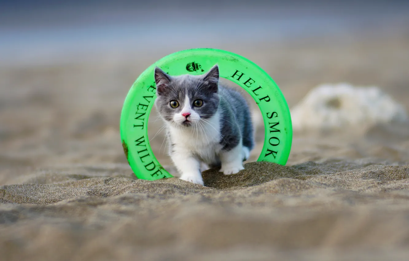 Photo wallpaper sand, cat, beach, circles, grey, sweetheart, toy, baby