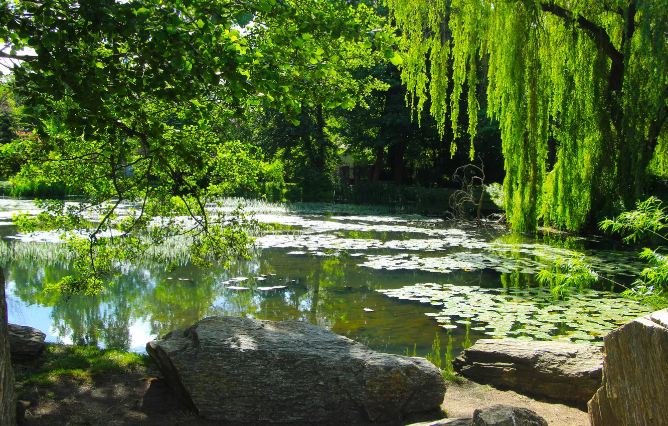 Photo wallpaper trees, water, lake, pond