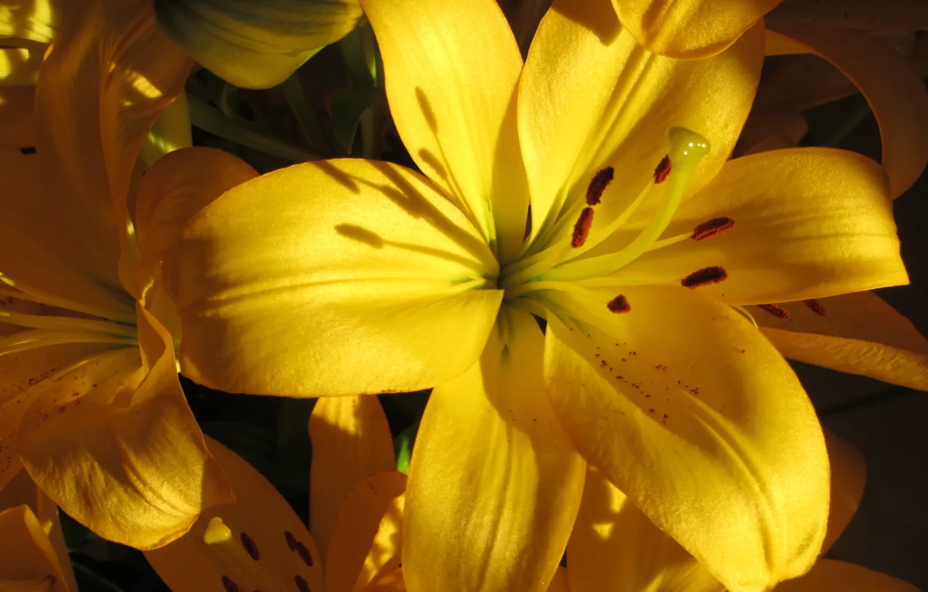 Photo wallpaper macro, yellow, Lily, yellow, macro, lilies