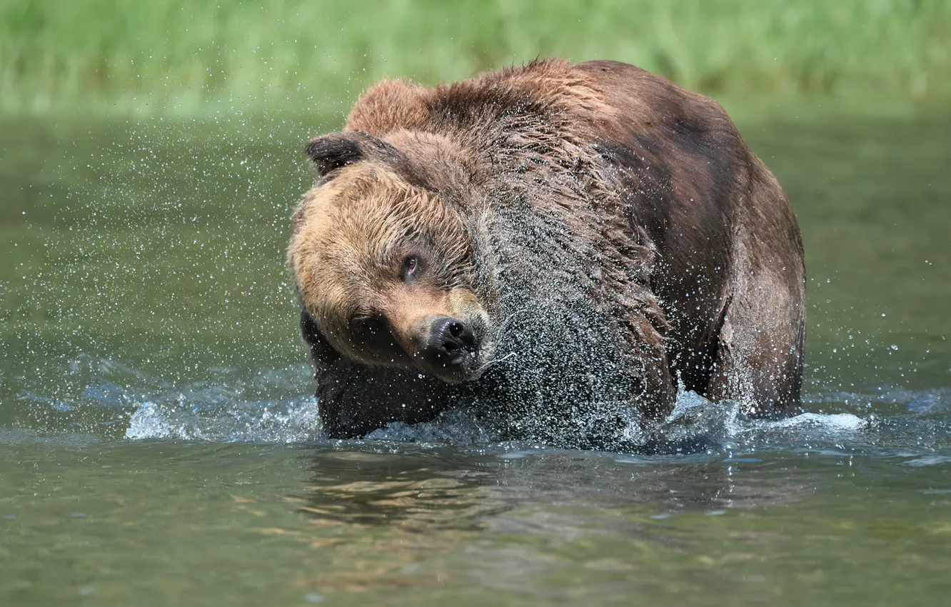 Photo wallpaper squirt, bear, bathing, pond