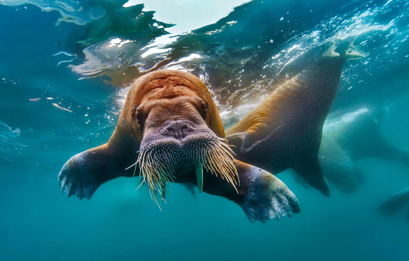 Photo wallpaper water, walrus, tusks, The Arctic ocean