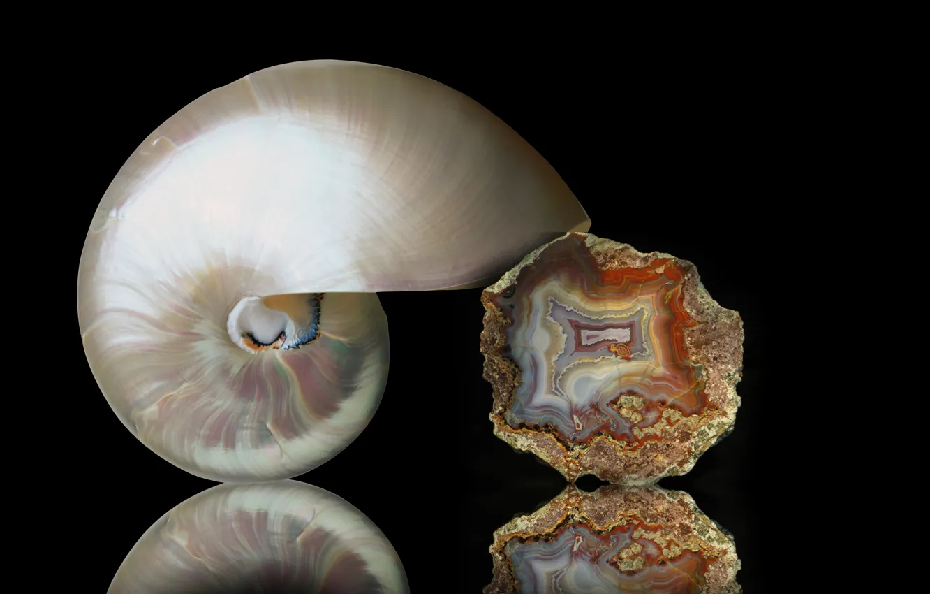 Photo wallpaper macro, agate, nautiulus shell