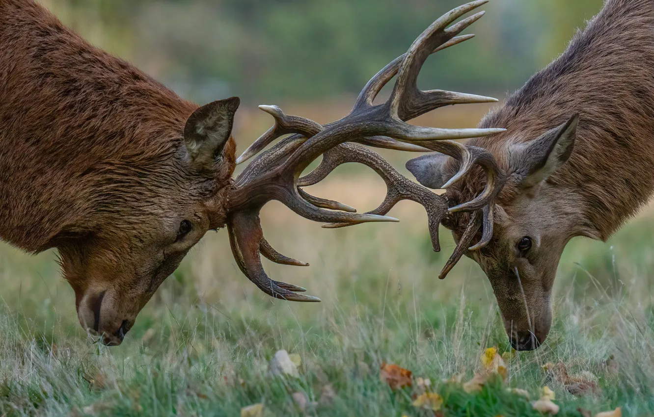 Photo wallpaper grass, face, leaves, glade, deer, pair, horns, fight