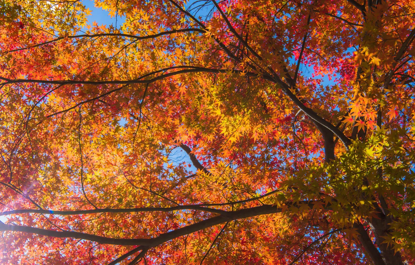 Photo wallpaper autumn, leaves, trees, colorful, maple, autumn, leaves, autumn