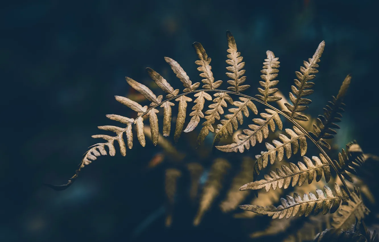 Photo wallpaper forest, nature, fern