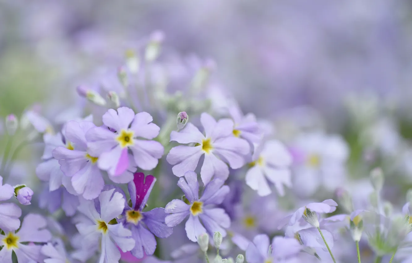 Photo wallpaper tenderness, beauty, spring, purple flowers, primrose