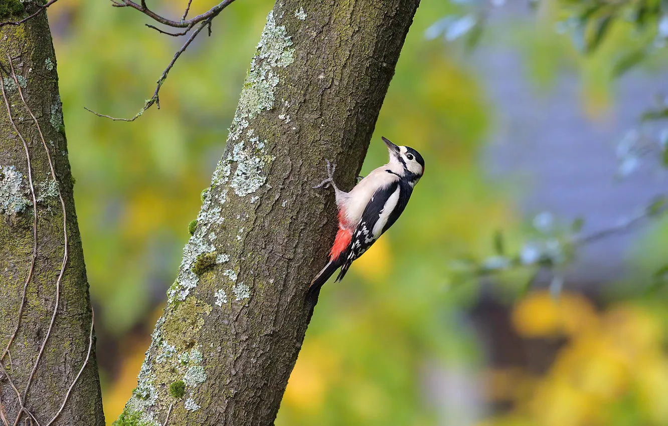 Photo wallpaper branches, background, tree, bird, woodpecker