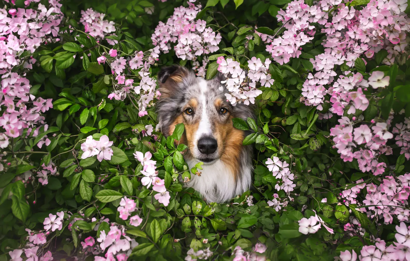 Photo wallpaper look, pose, dog, face