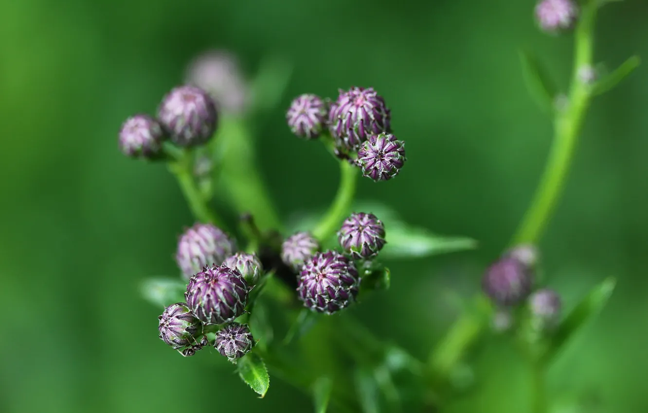 Photo wallpaper greens, flowers, background