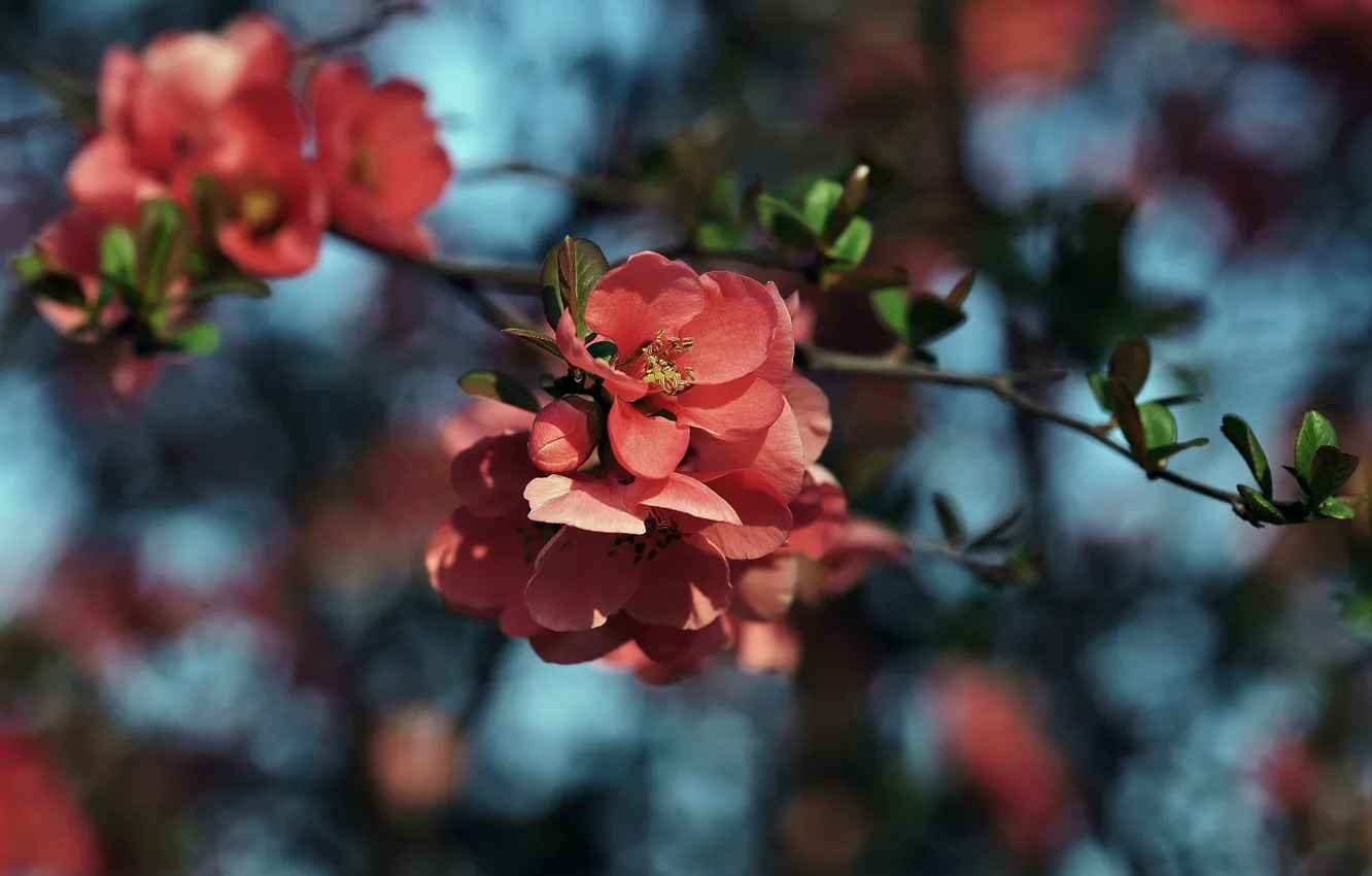 Photo wallpaper leaves, flowers, branch, spring, red, flowering, bokeh, quince