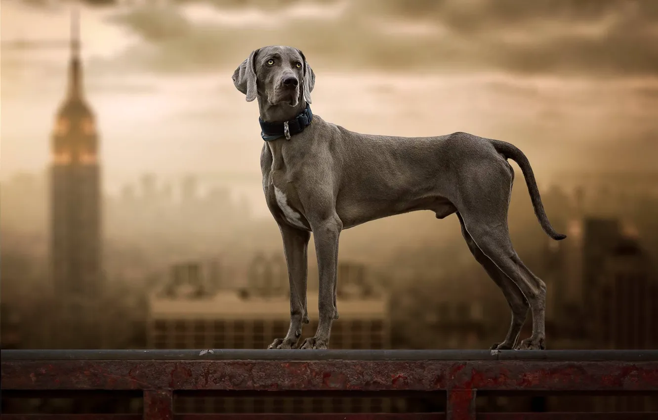 Photo wallpaper background, dog, The Weimaraner