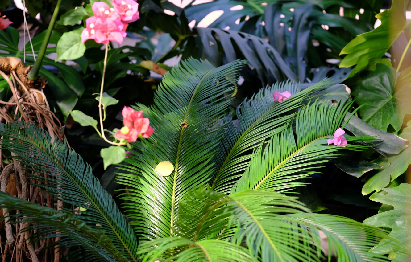 Photo wallpaper nature, green, plant