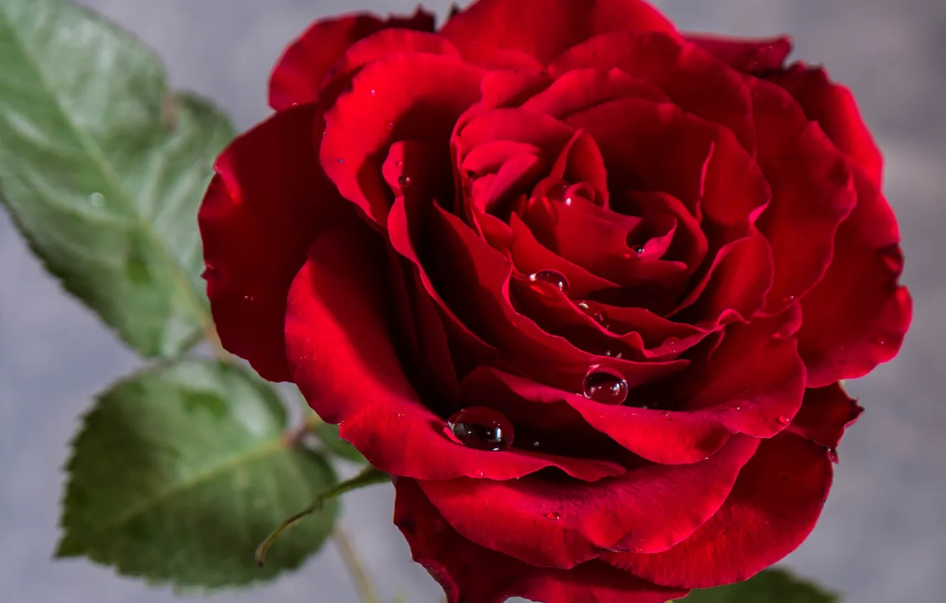 Photo wallpaper close-up, chic, scarlet rose, drops