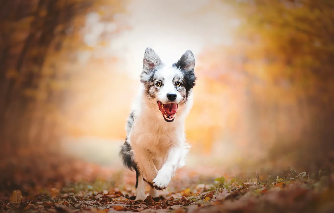 Photo wallpaper autumn, dog, running, puppy, walk, bokeh, Australian shepherd, Aussie