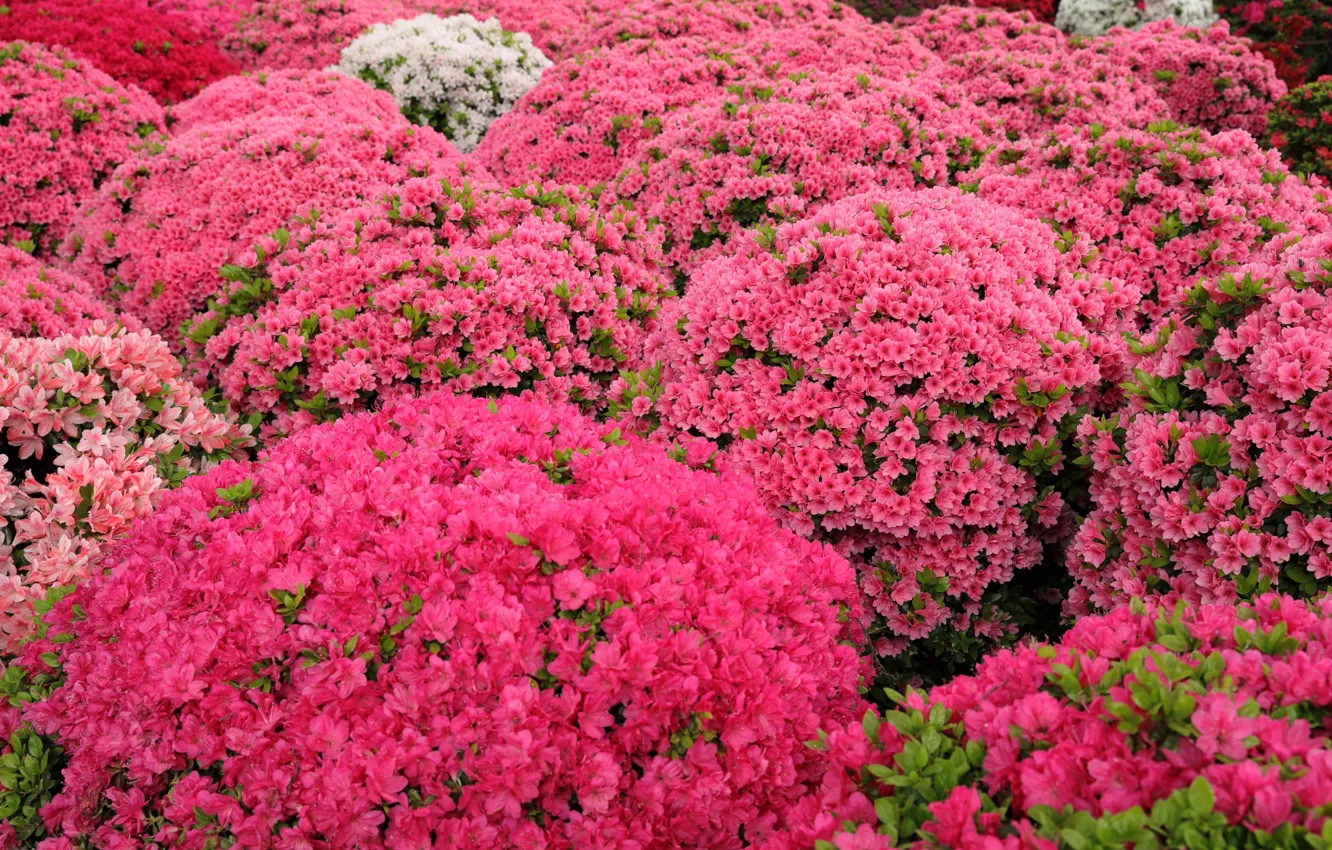 Photo wallpaper the bushes, Azalea, rhododendrons
