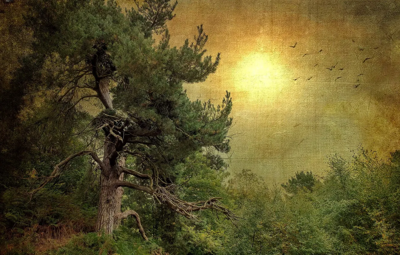 Photo wallpaper forest, trees, texture