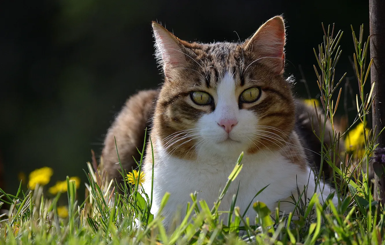 Photo wallpaper cat, grass, dandelion, spring